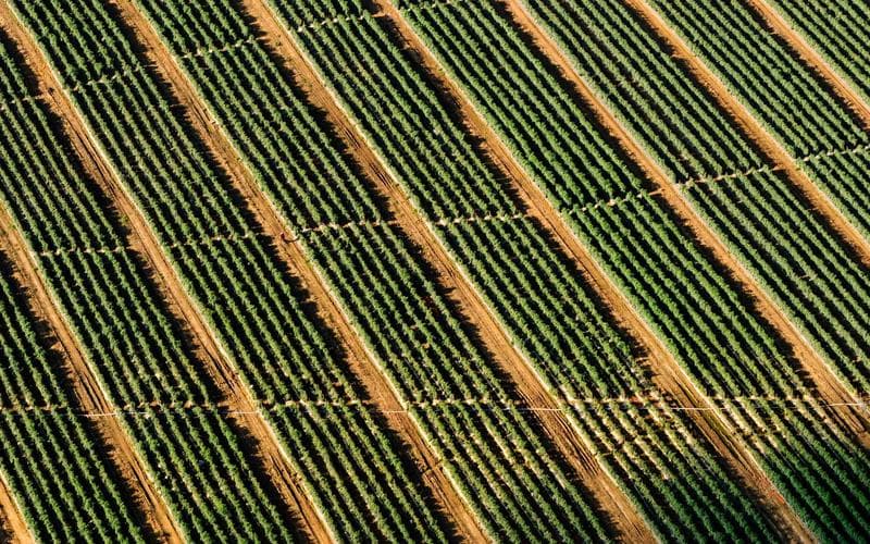 Drip Irrigation Subsidy Expanded to Cover Horticulture Blocks