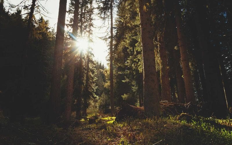 Science Dispatch 5: Field Notes From the Desk